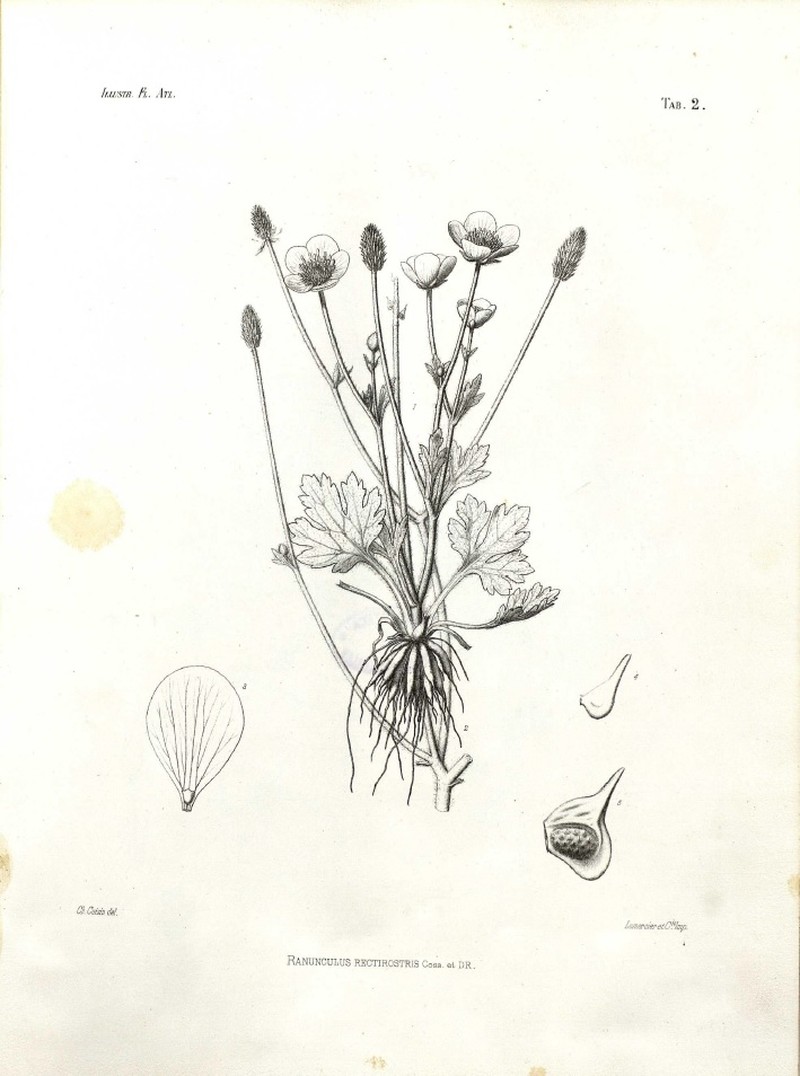 Ranunculus rectirostris