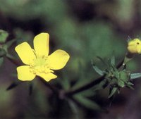 Blisterwort