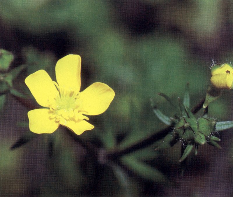 Blisterwort