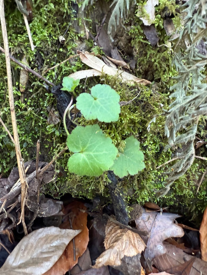 Blisterwort photo 2