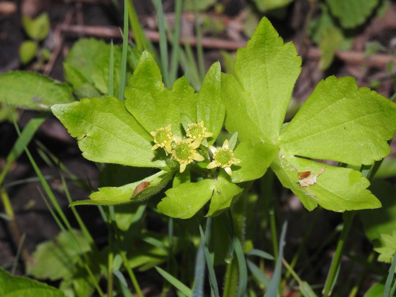 Blisterwort photo 3