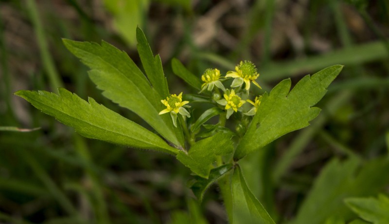 Blisterwort photo 4