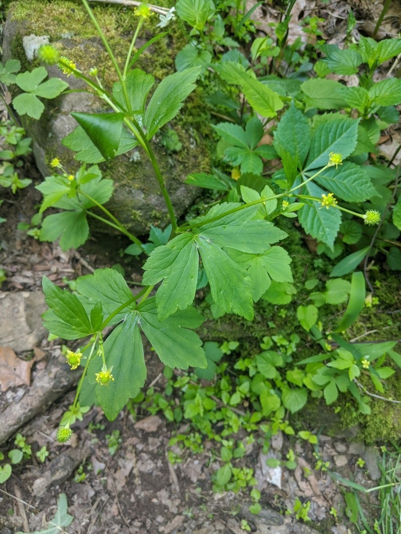 Blisterwort photo 5