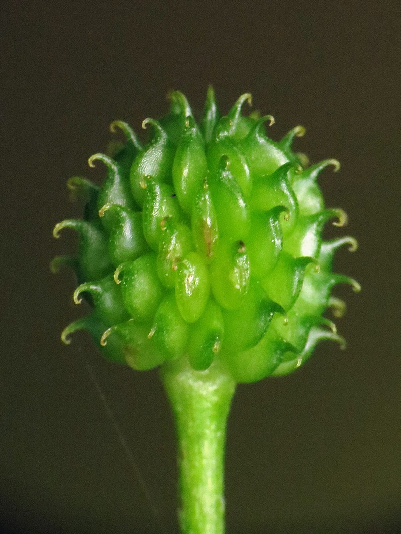 Blisterwort photo 6