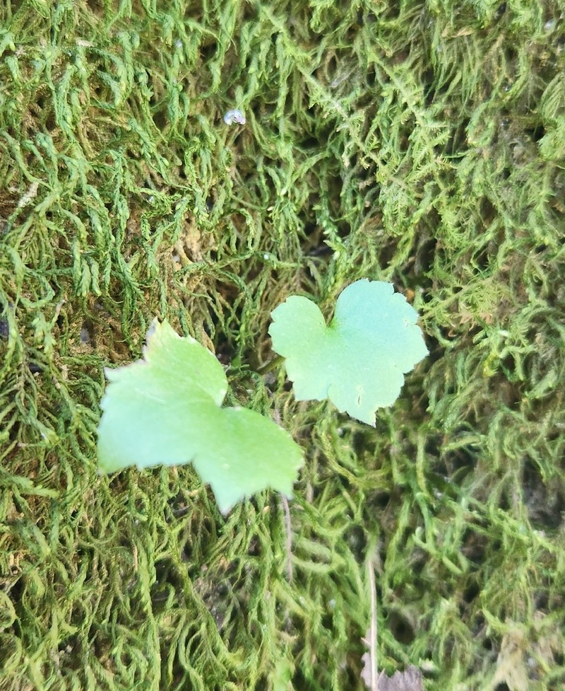Blisterwort photo 7