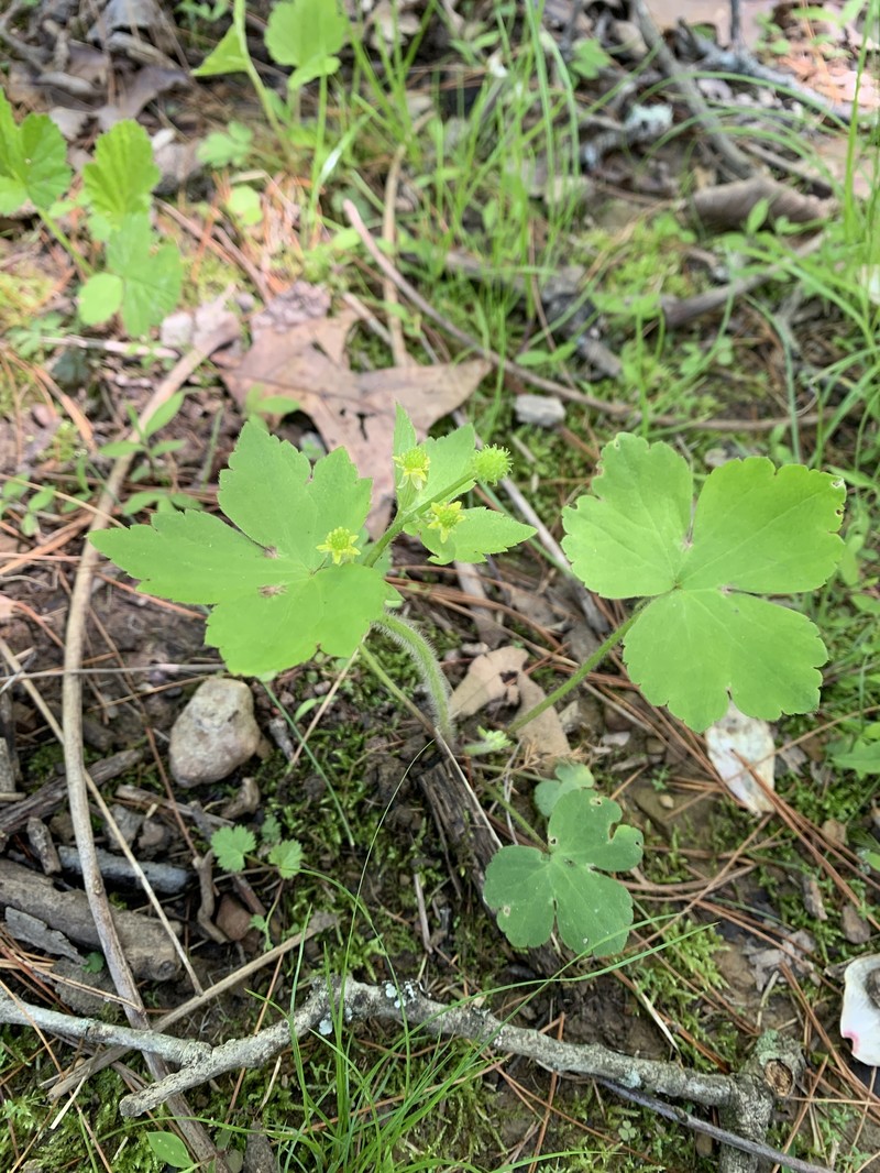 Ranunculus recurvatus var. recurvatus