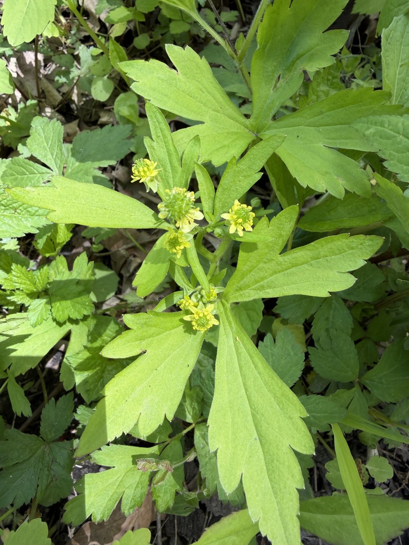 Ranunculus recurvatus var. recurvatus photo 2