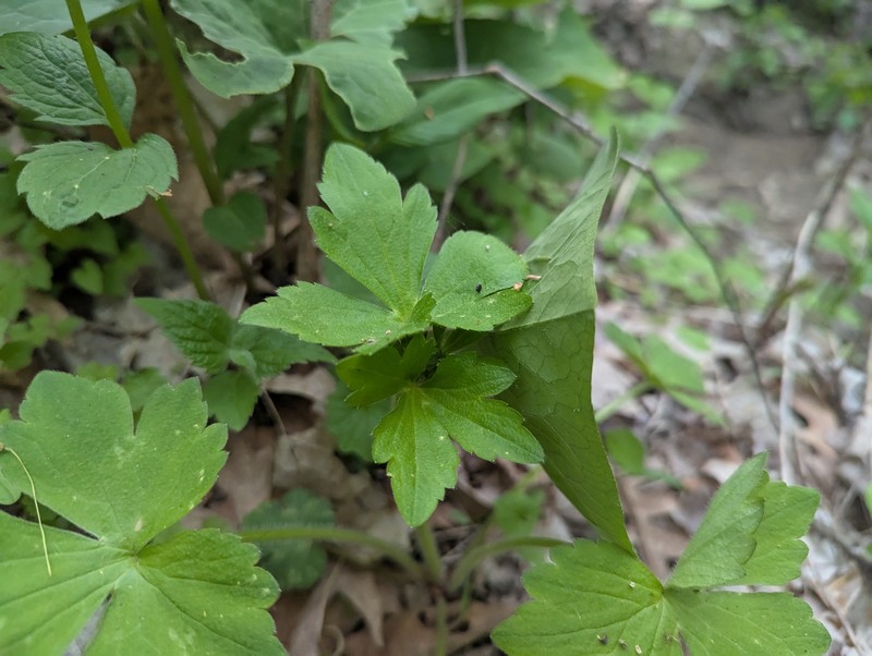 Ranunculus recurvatus var. recurvatus photo 3