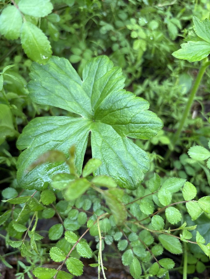 Ranunculus recurvatus var. recurvatus photo 4