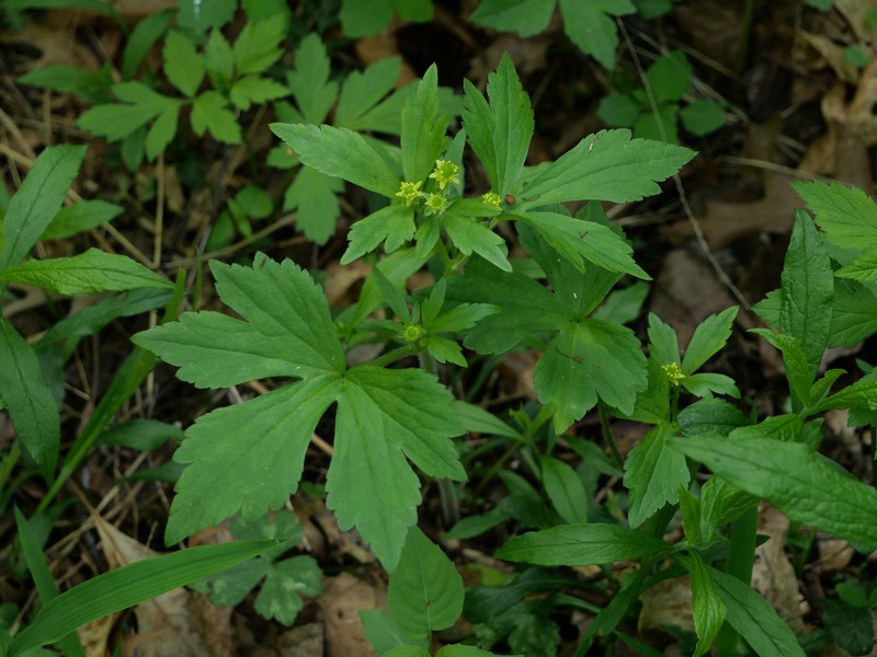 Ranunculus recurvatus var. recurvatus photo 5