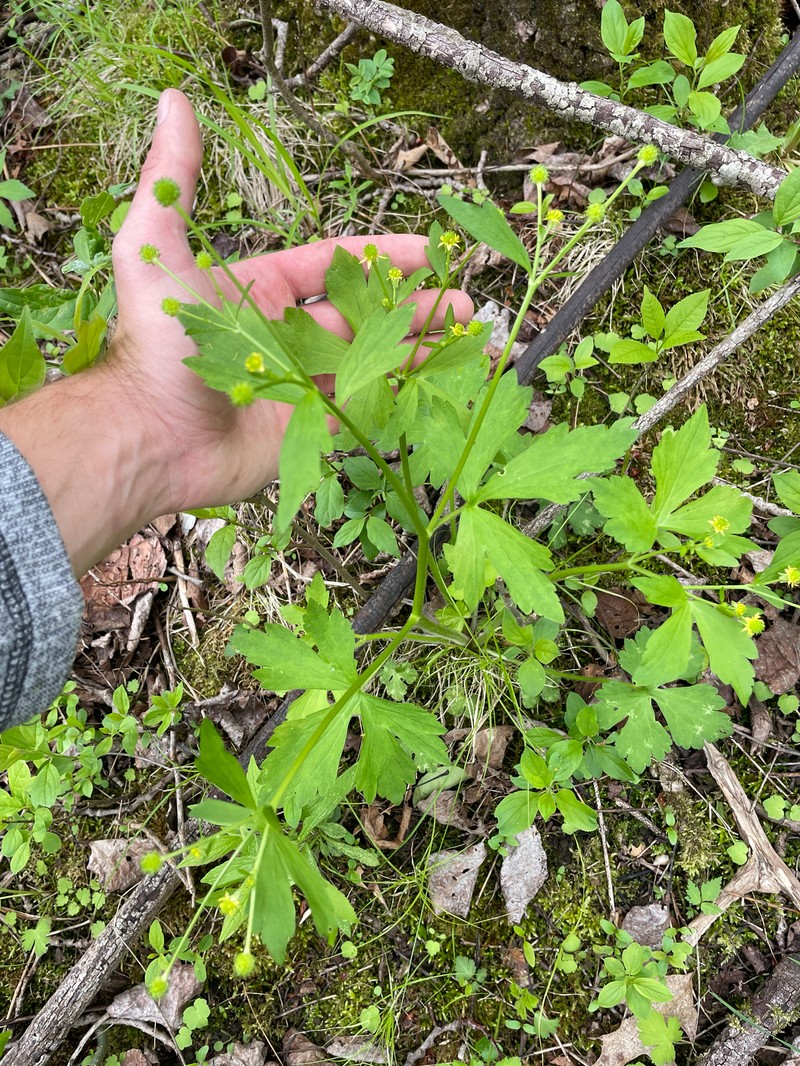 Ranunculus recurvatus var. recurvatus photo 6