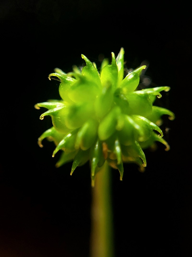 Ranunculus recurvatus var. recurvatus photo 7