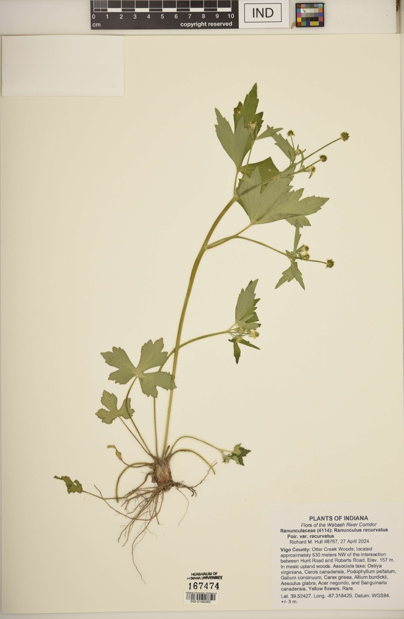 Ranunculus recurvatus var. recurvatus photo 8