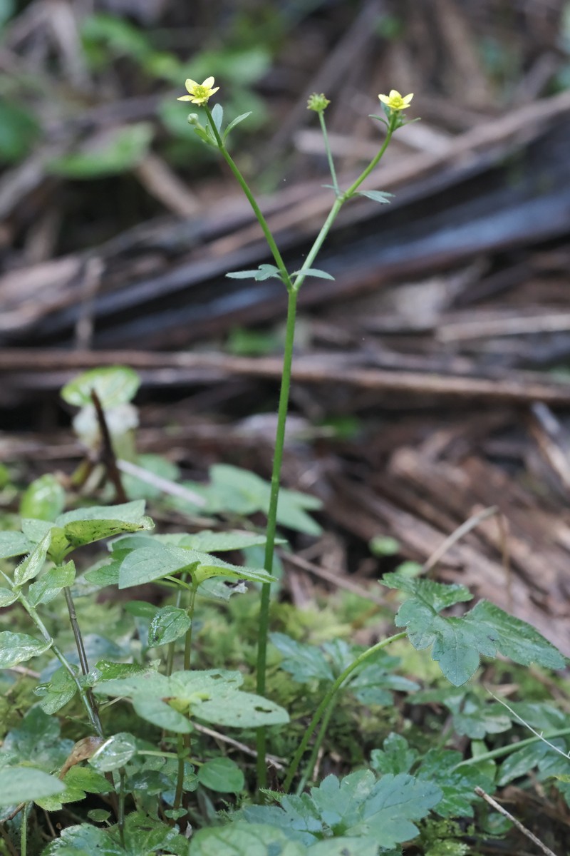 Ranunculus recurvatus var. tropicus