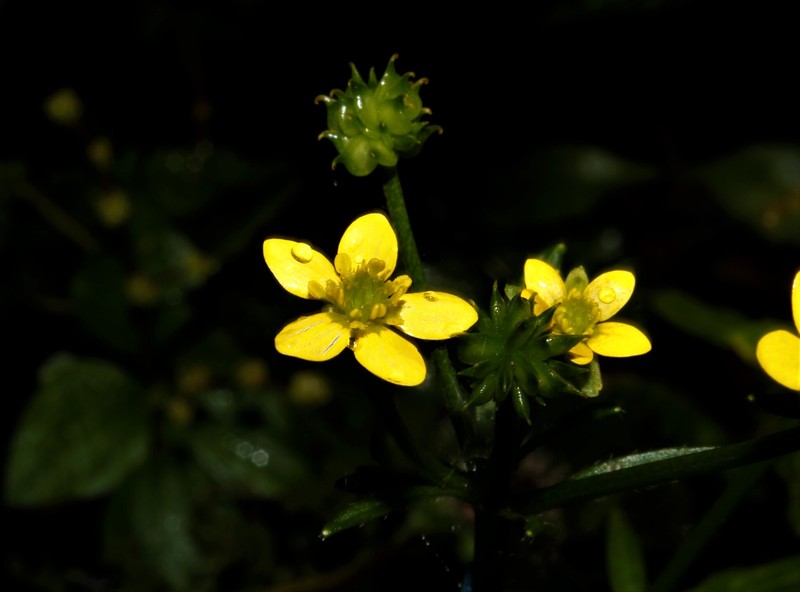 Ranunculus recurvatus var. tropicus photo 2