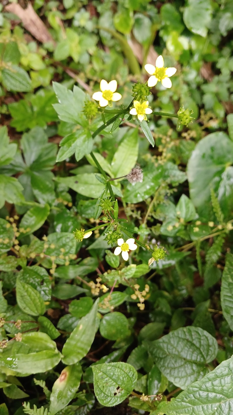 Ranunculus recurvatus var. tropicus photo 3
