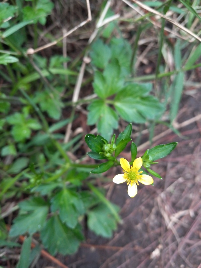 Ranunculus recurvatus var. tropicus photo 4