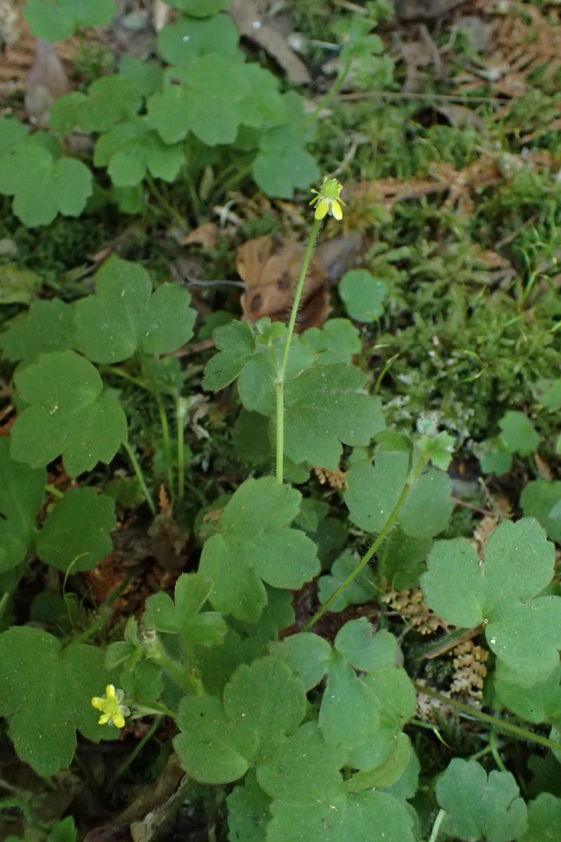 Ranunculus reflexus