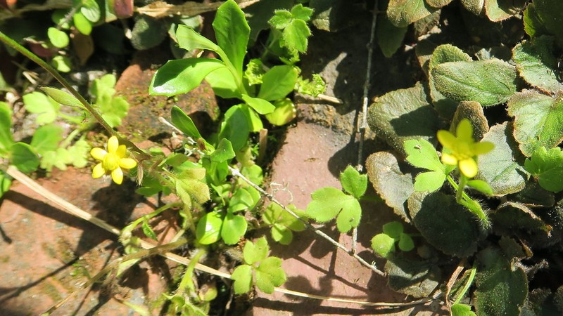 Ranunculus reflexus photo 2