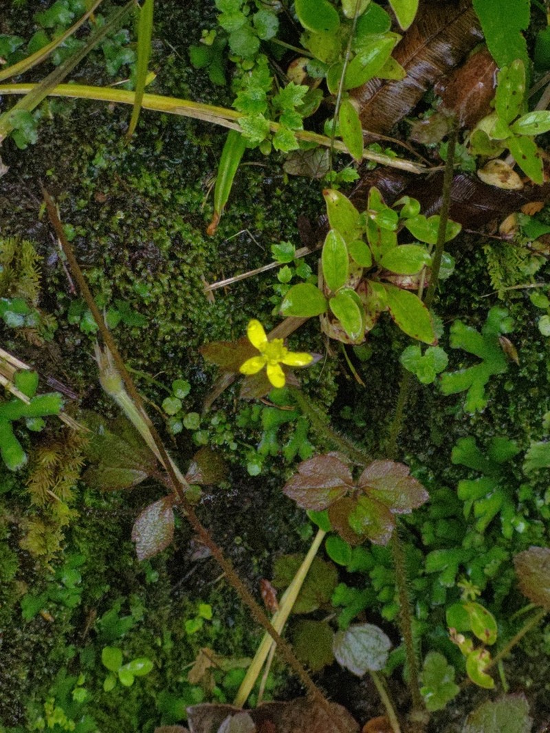 Ranunculus reflexus photo 4