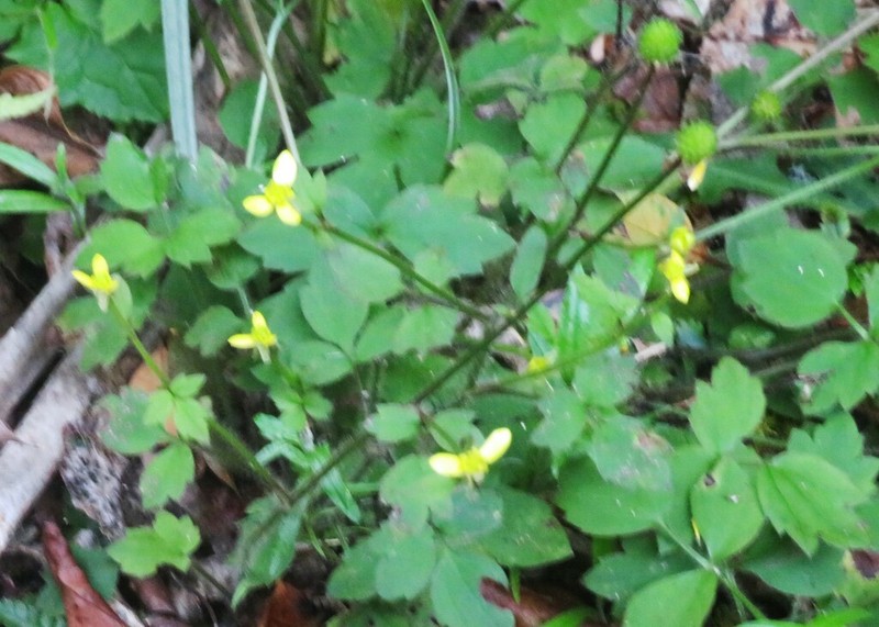 Ranunculus reflexus photo 5