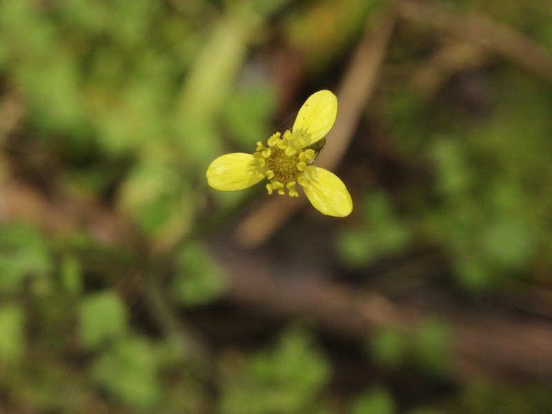 Ranunculus reflexus photo 6