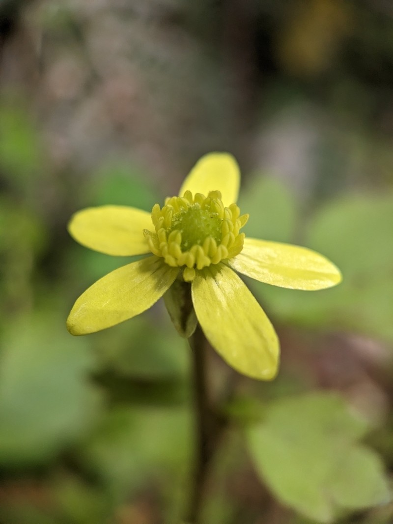 Ranunculus reflexus photo 7