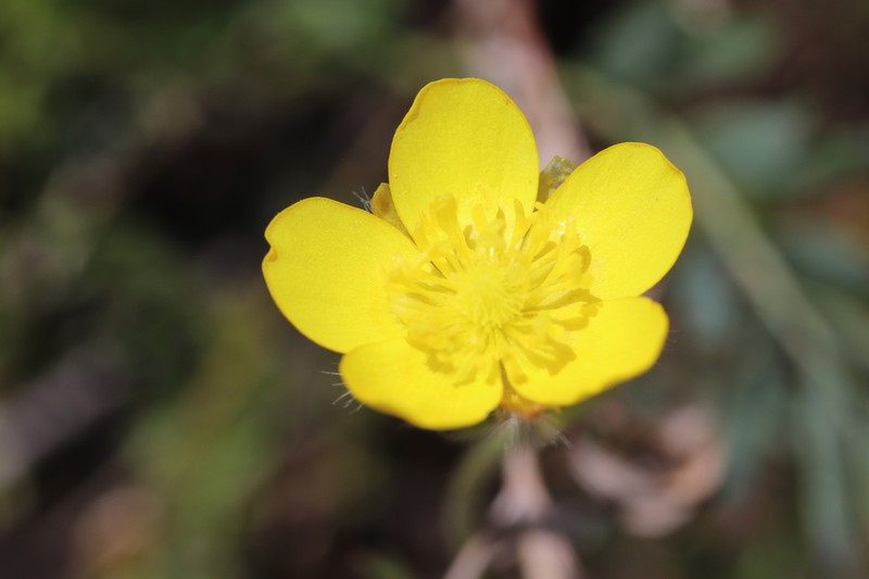 Ranunculus regelianus
