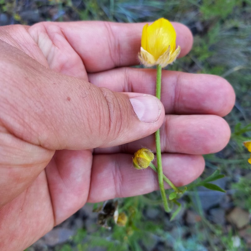 Ranunculus regelianus photo 2