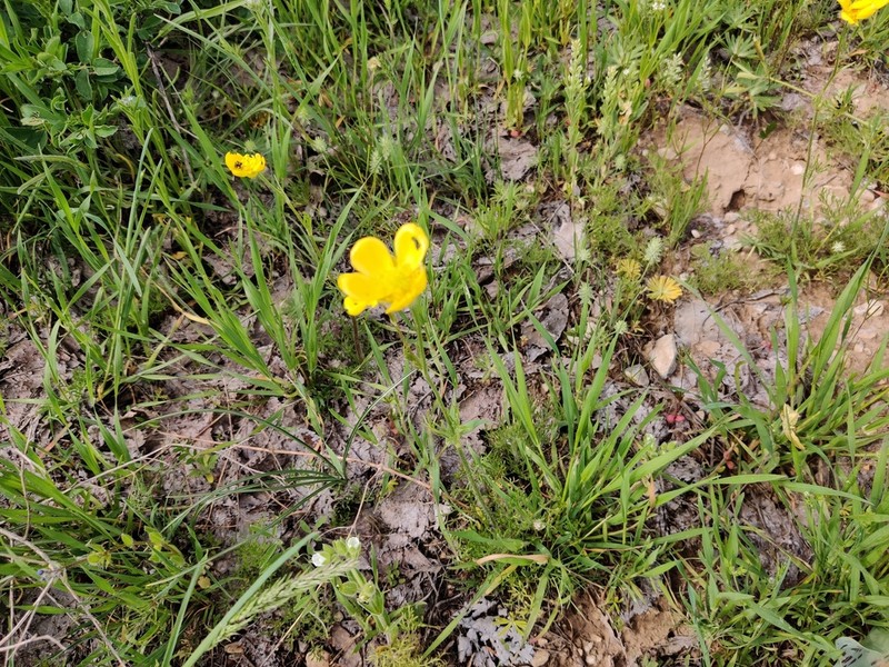 Ranunculus regelianus photo 3