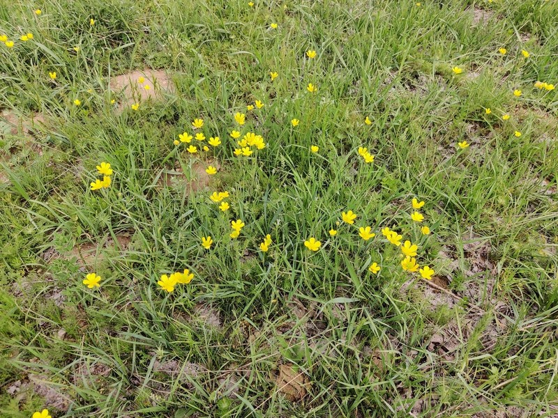 Ranunculus regelianus photo 4