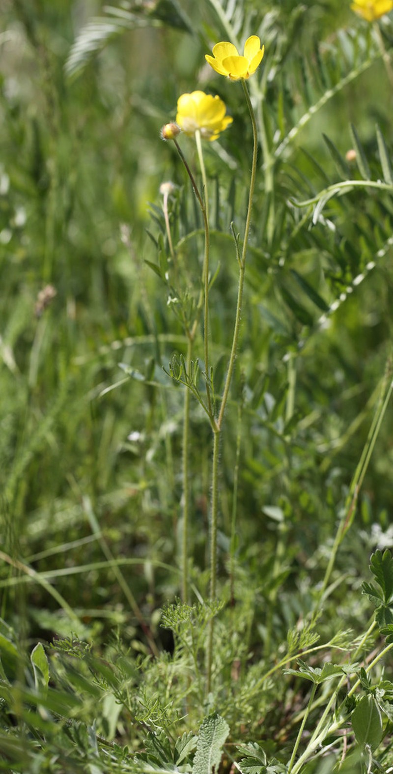 Ranunculus regelianus photo 5