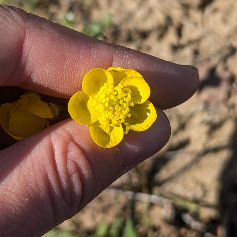 Ranunculus regelianus photo 6