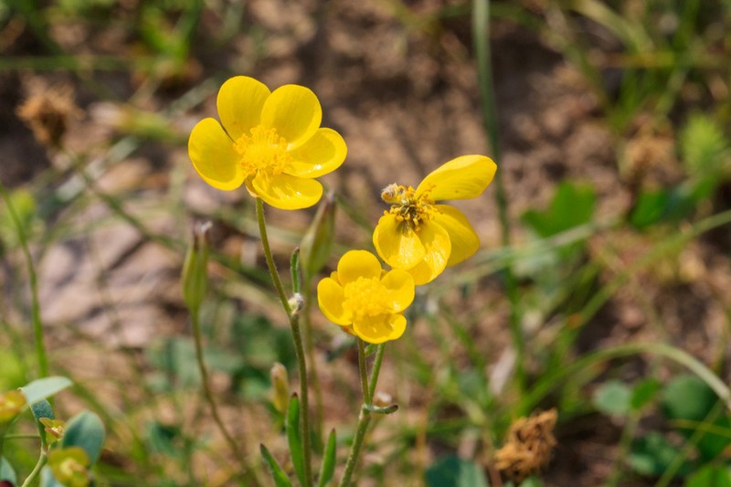 Ranunculus regelianus photo 7