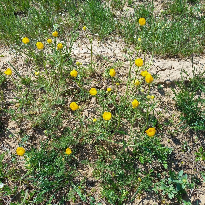 Ranunculus regelianus photo 8