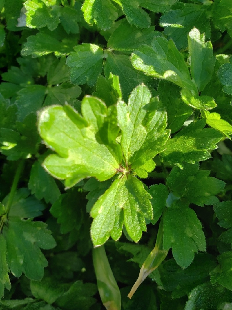 Creeping Buttercup photo 2