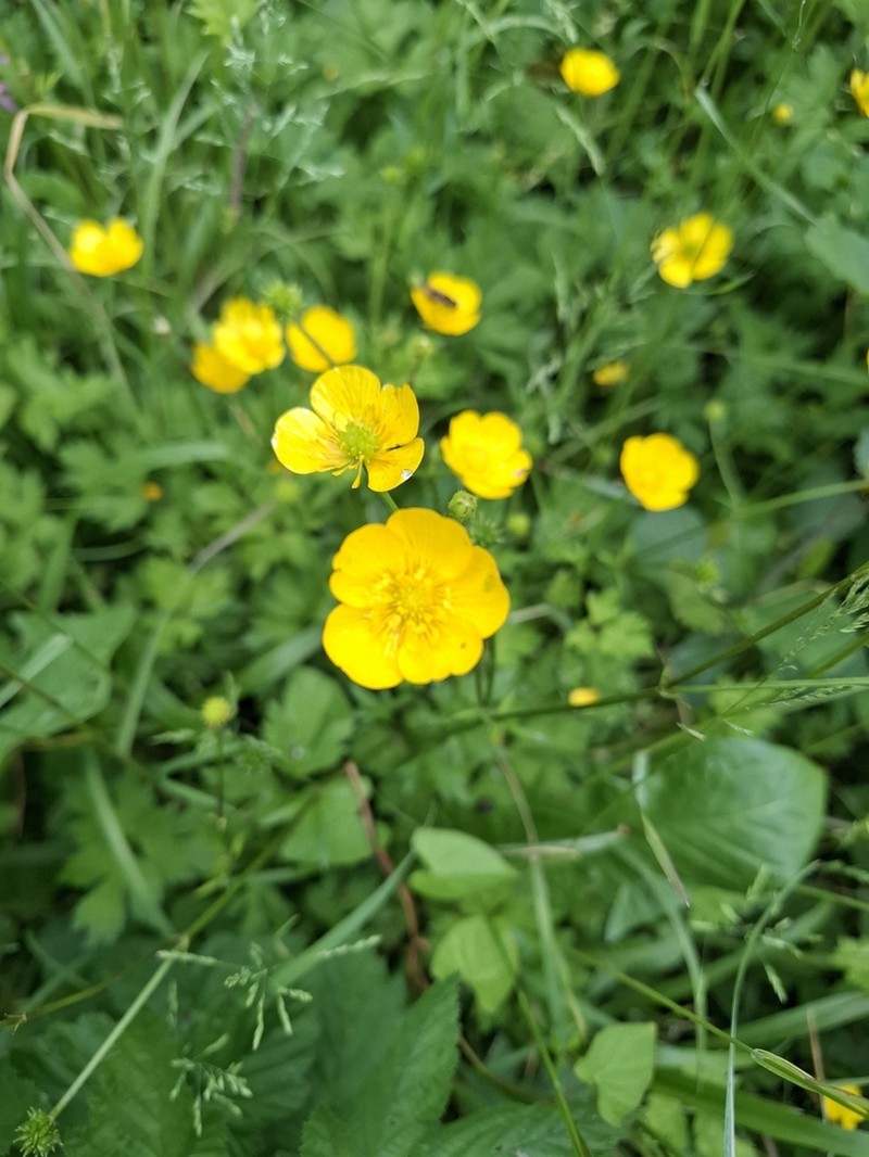 Creeping Buttercup photo 3