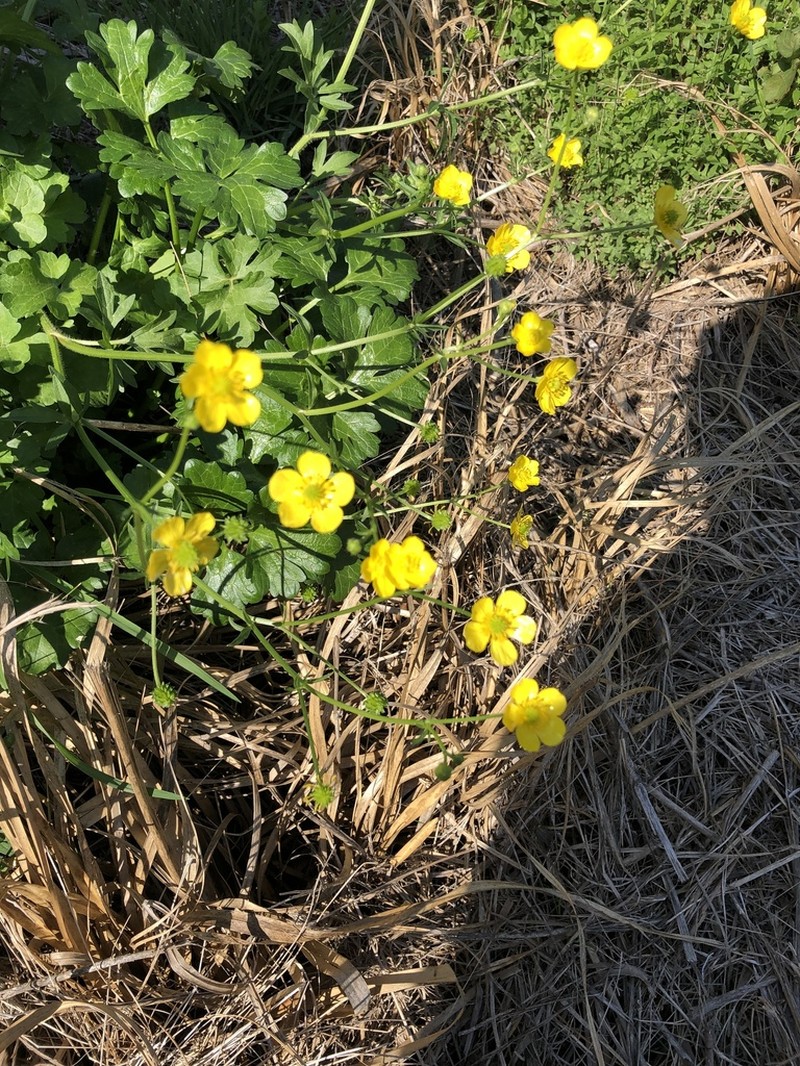 Creeping Buttercup photo 4