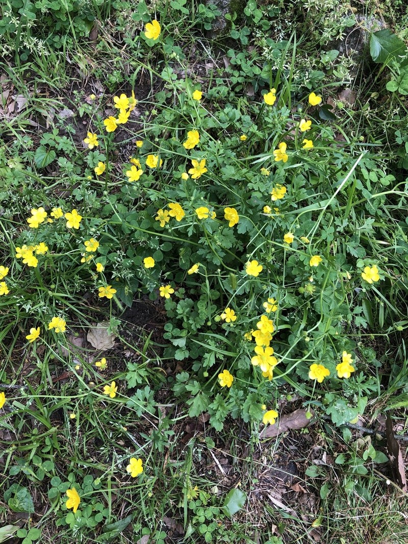 Creeping Buttercup photo 5