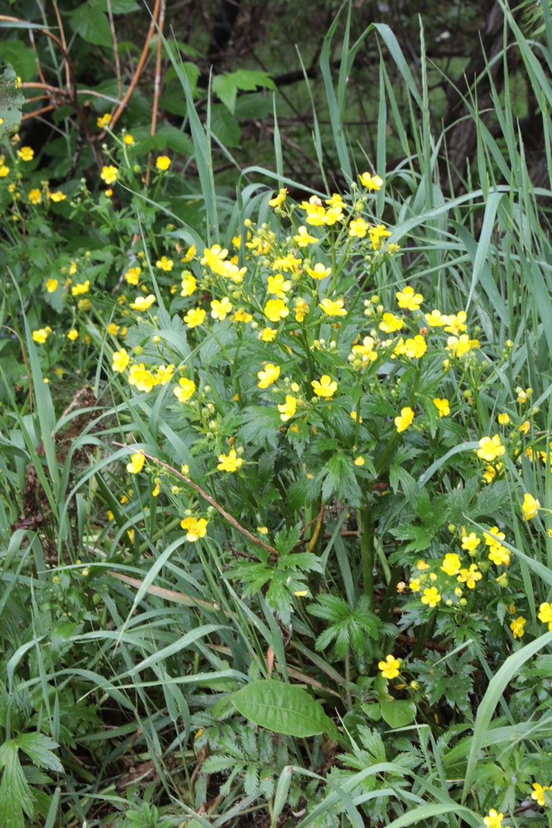 Creeping Buttercup photo 6