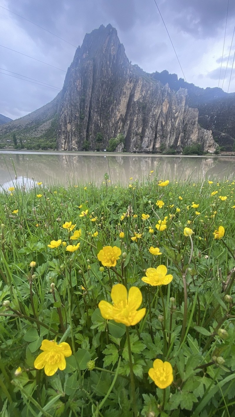 Creeping Buttercup photo 7