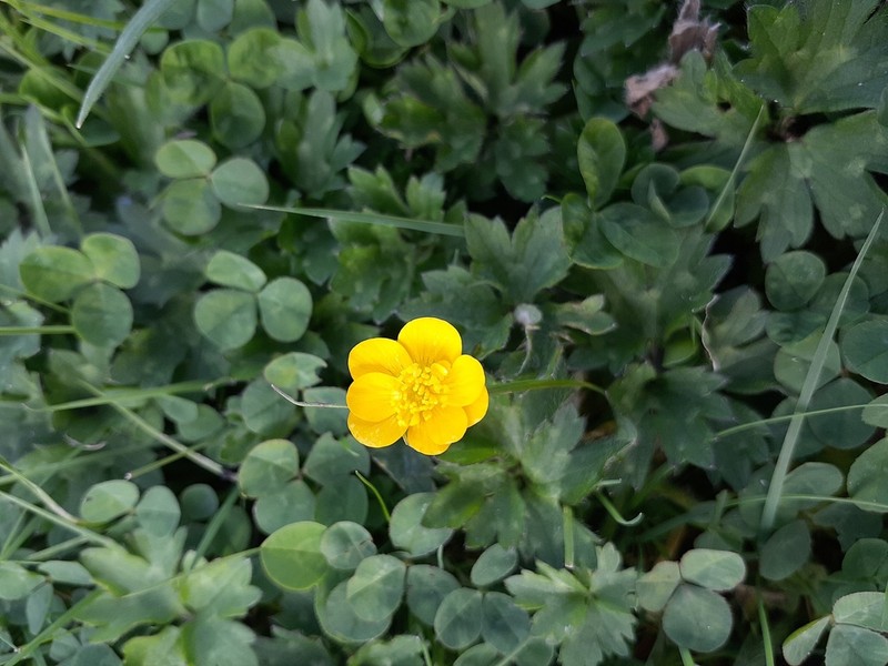 Creeping Buttercup photo 8