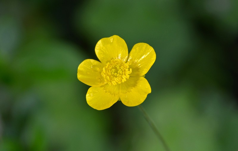 Creeping Buttercup photo 5