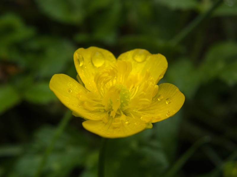 Creeping Buttercup photo 6