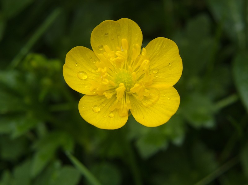 Creeping Buttercup photo 7