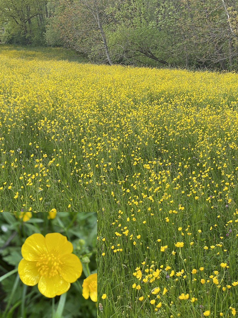 Creeping Buttercup photo 2