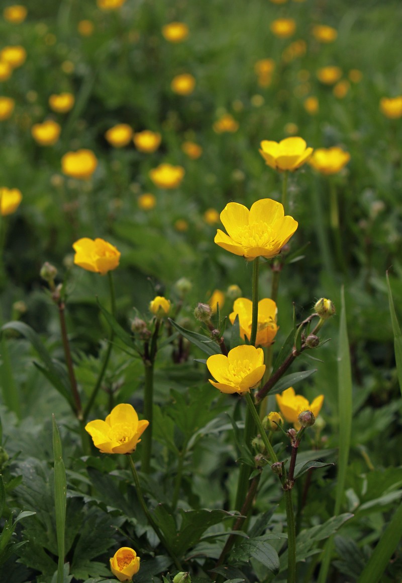 Creeping Buttercup photo 3