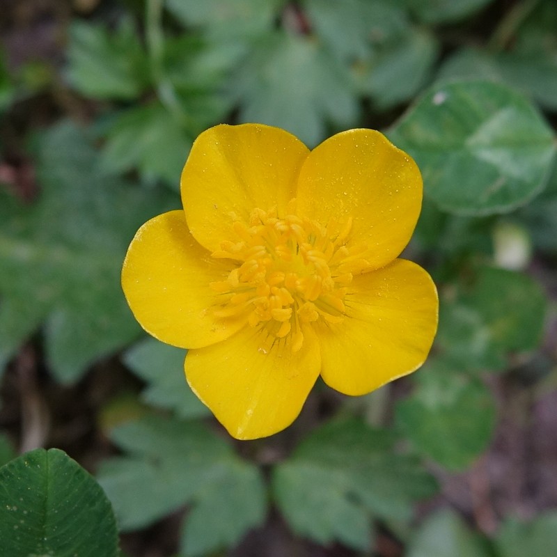 Creeping Buttercup photo 4