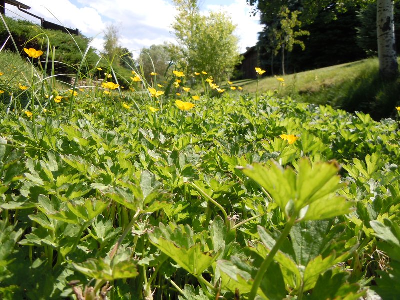 Creeping Buttercup photo 8