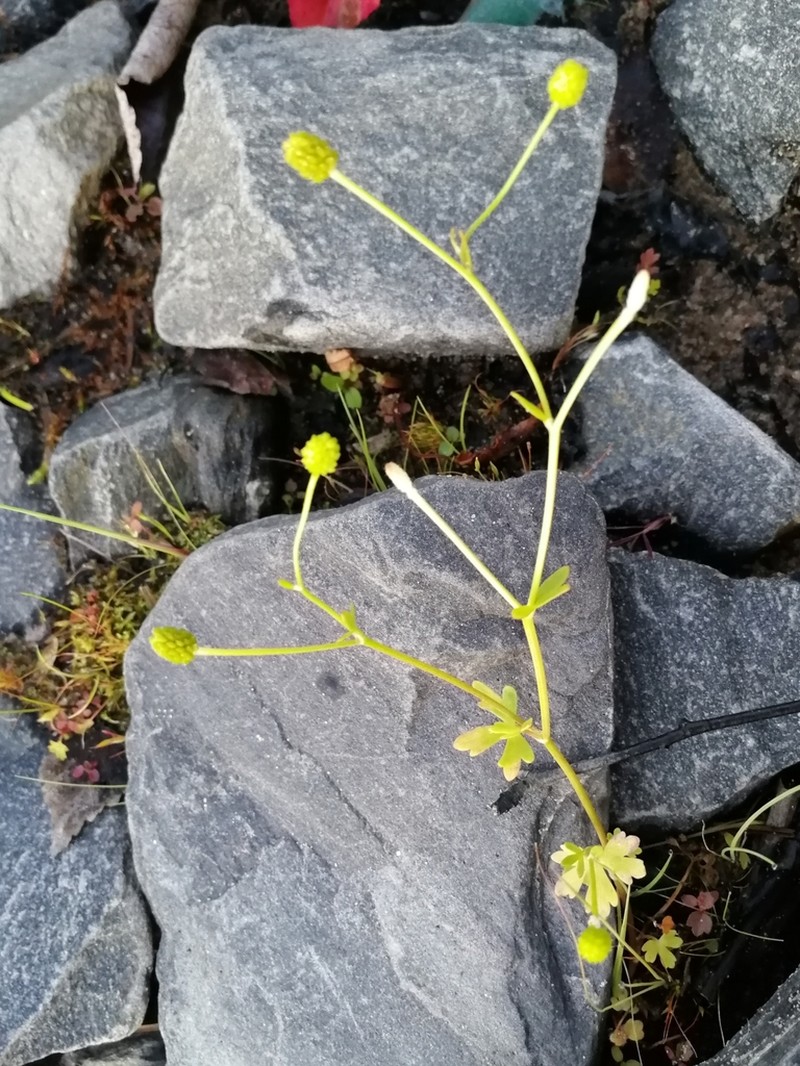 Ranunculus reptabundus